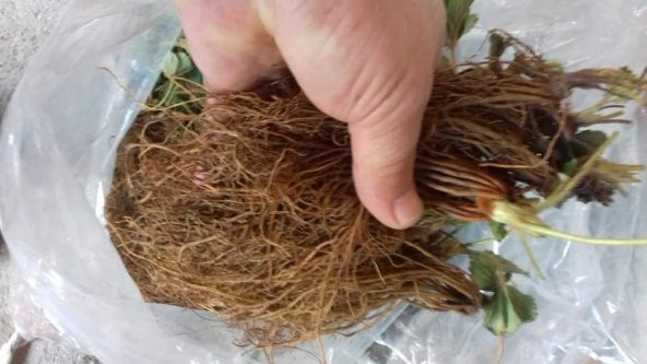 1000 ADET ÇİLEK FİDESİ ( MONTEREY ) GARANTİLİ YEDİVEREN AÇIK KÖK 12 AY DİKİM YAPABİLİRSİNİZ ürün görseli 1