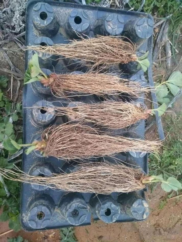 100 ADET ÇİLEK FİDESİ YEDİVEREN SOĞUK İKLİM 12 AY DİKİM YAPILABİLİR - Resim 2