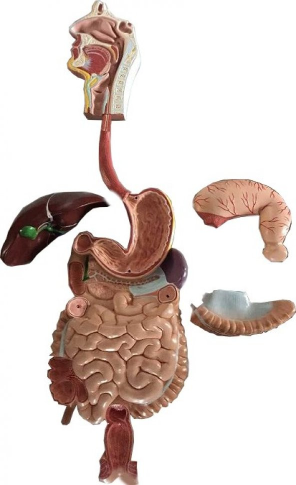 Sindirim Sistemi Modeli