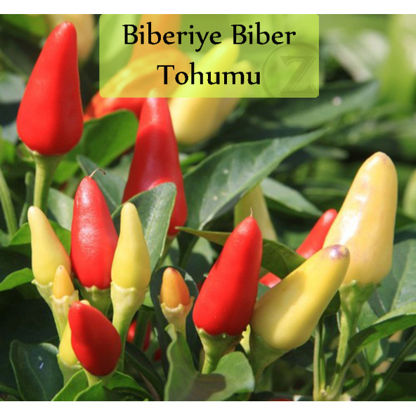 Mini Acı Biber Tohumu 1 Paket Cin Biberi Tohumu Acı Biber Biberiye Tohumu Yüksek Verimli Tohum