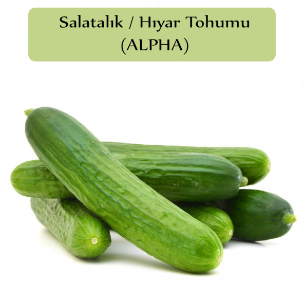 Salatalık Tohumu Beith Alpha 1 Paket Hıyar Tohumu Kapalı Paket Yüksek Verimli Tohum Salatalık