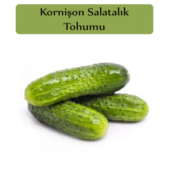 Hıyar Tohumu Kornişon 1 Paket Turşuluk Salatalık Tohumu Kapalı Paket Yüksek Verimli Tohum ürün görseli
