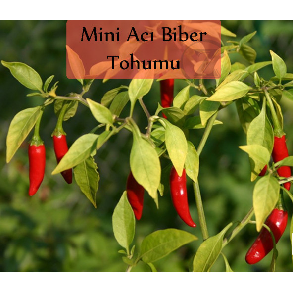 Mini Acı Biber Tohumu 1 Paket Cin Biberi Tohumu Acı Biber Biberiye Tohumu Yüksek Verimli Tohum - 1