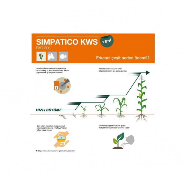 KWS SİMPATİCO 65 Günlük Silaj Mısır Tohumu 50- BİN ADET - 3