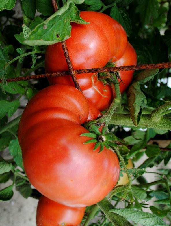 YÖRESEL DOĞAL ANKARA AYAŞ DOMATESİ 50 ADET TOHUM - 3