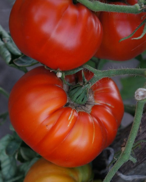 YÖRESEL DOĞAL ANKARA AYAŞ DOMATESİ 50 ADET TOHUM - 2