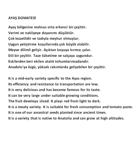 YÖRESEL DOĞAL ANKARA AYAŞ DOMATESİ 50 ADET TOHUM - 4