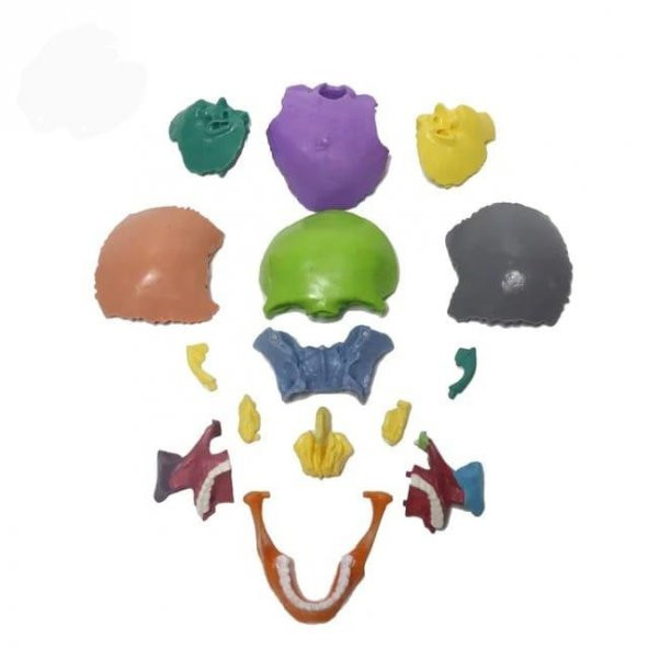 Kafa Maketi 15 Parça Küçük Boy Model 34 - 3