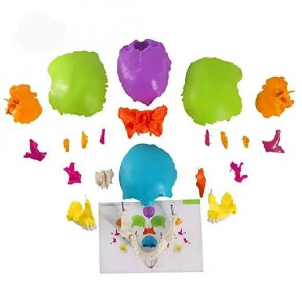 Kafa Maketi 22 Parça Normal Boy Model 35 - 2