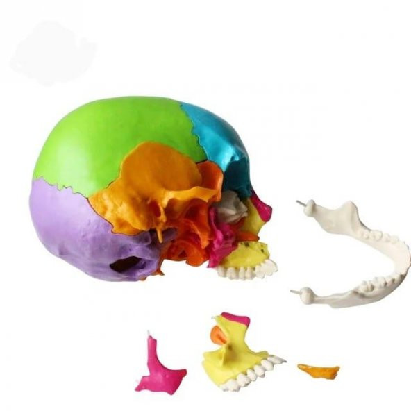 Kafa Maketi 22 Parça Normal Boy Model 35 - 3