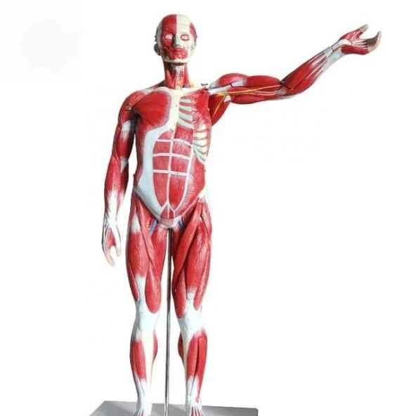 Tüm Vücut Kas Eğitim Maketi Model 37
