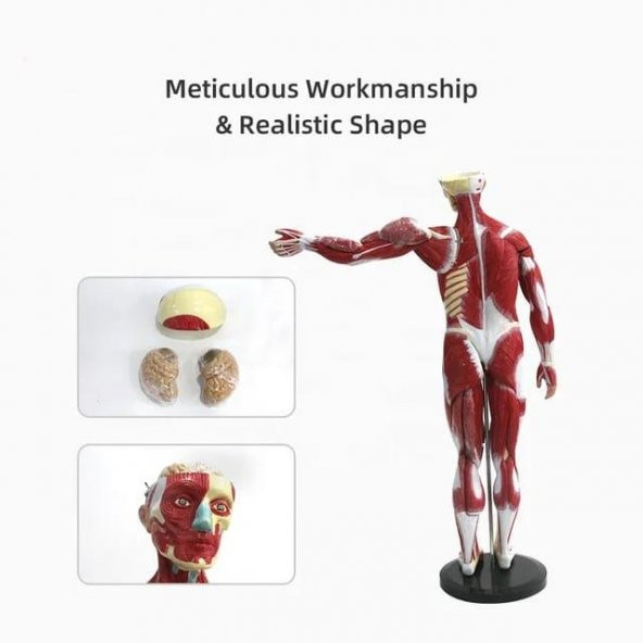 Tüm Vücut Kas Eğitim Maketi Model 37 - 2