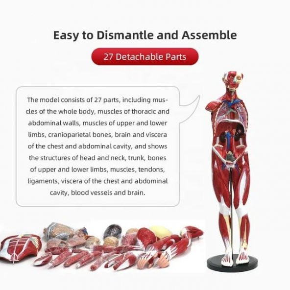 Tüm Vücut Kas Eğitim Maketi Model 37 - 3