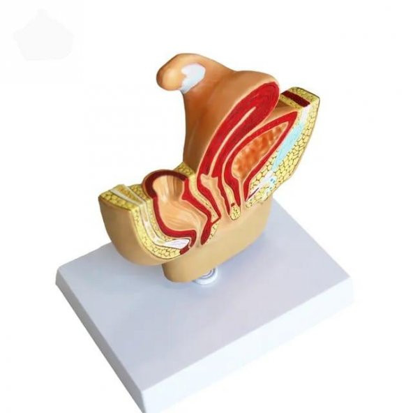 Kadın Pelvik Taban Maketi Model 38 - 2