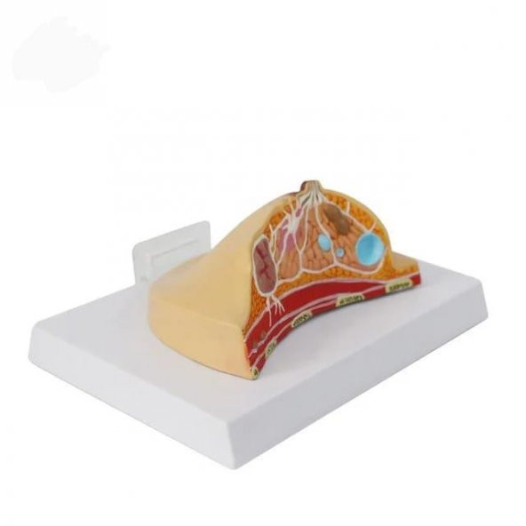 Göğüs Maketi Model 42 - 2