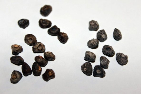 Muz Bonzai Tohumu ( Banana Bonsai ) - Resim 3