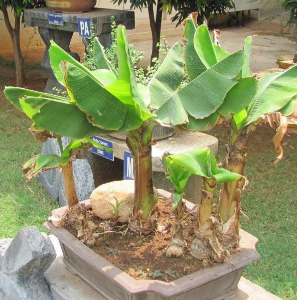 Muz Bonzai Tohumu Saksı Toprak Seti ( Banana Bonsai )