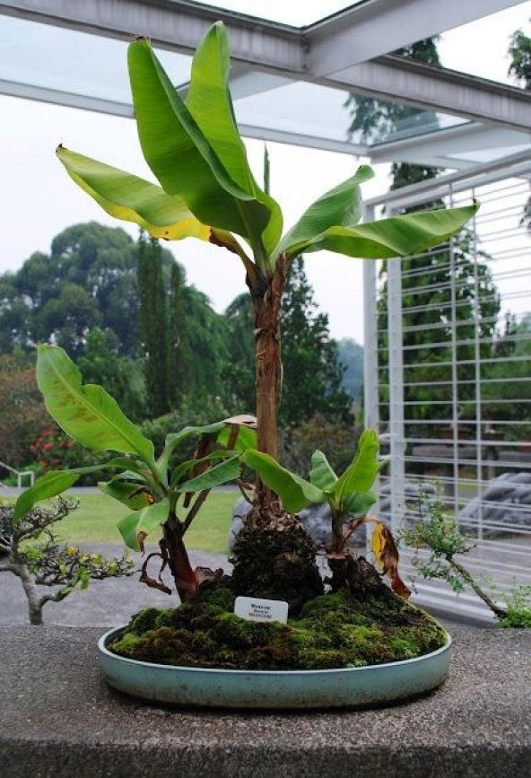 Muz Bonzai Tohumu Saksı Toprak Seti ( Banana Bonsai ) - 2
