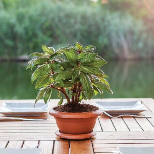 Muz Bonzai Tohumu Saksı Toprak Seti ( Banana Bonsai ) - 5