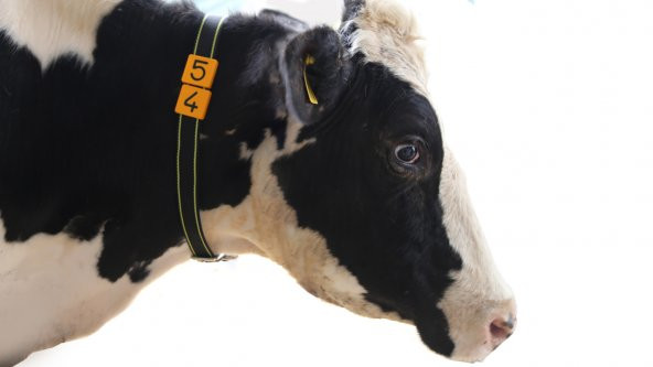 25 Hayvanlık Büyükbaş Numaratör + Avrupa Tip Tokalı Kemer Seti - 3