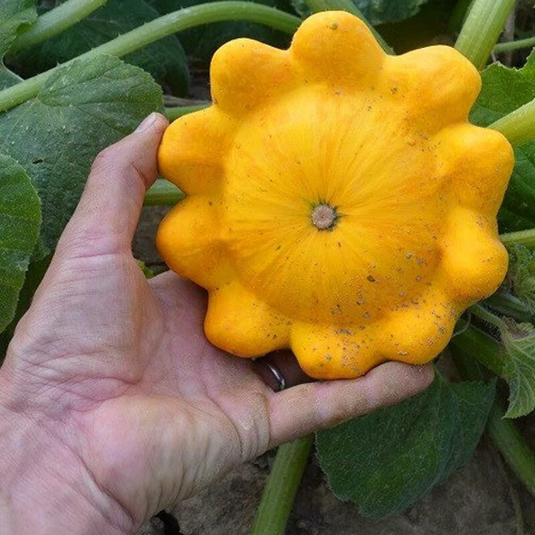 Sarı İstiridye Kabak Tohumu ürün görseli 1