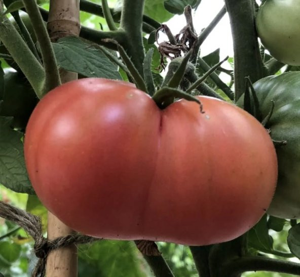 Atalık Pembe Köy  Domatesi Tohumu - 2