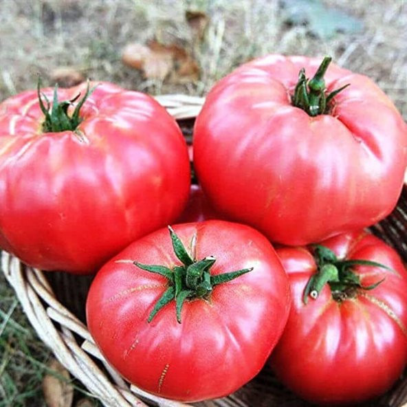 Atalık Pembe Köy  Domatesi Tohumu