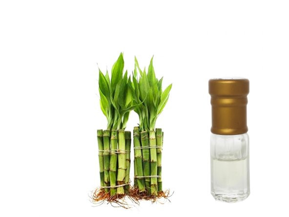 Bambu Bambusoideae Yağı Buhar Distile Natürel Koku 1ml