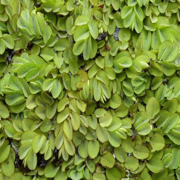 salvinia natans akvaryum su üstü bitkisi 10 adet - 4