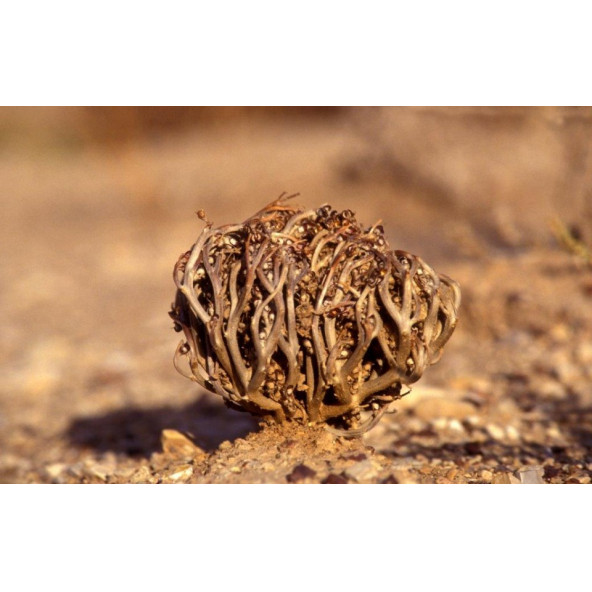 3 Adet Meryam Ana Fatma Ana Eli Otu Meryem-Ana-Doğum - 3