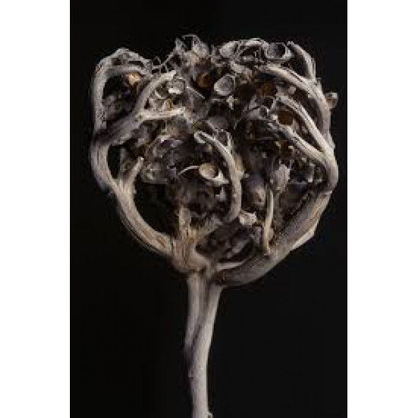 3 Adet Meryam Ana Fatma Ana Eli Otu Meryem-Ana-Doğum - 4