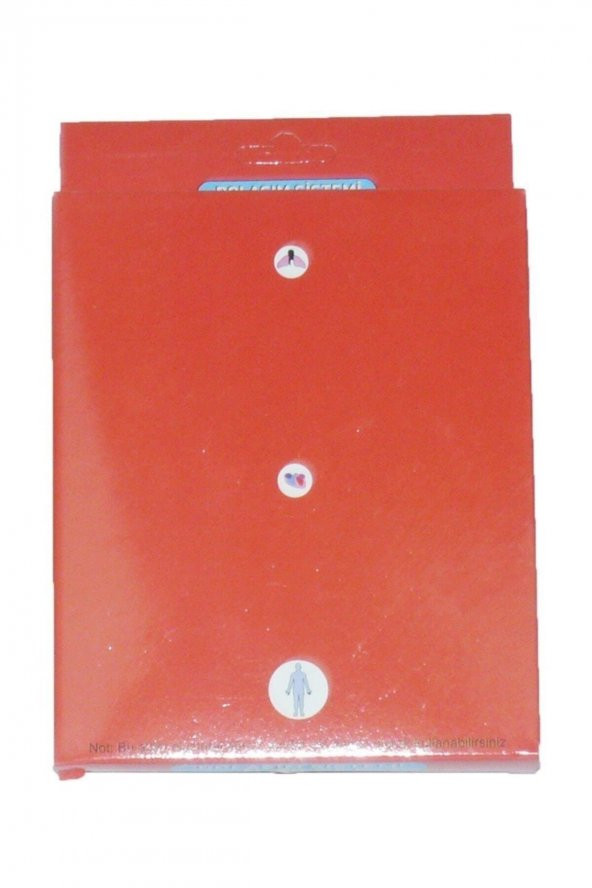 Dolaşım Sistemi Modeli - 2