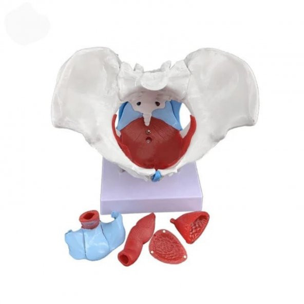 Pelvisli Pelvik Taban Maketi Model 44 - 3