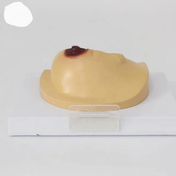 Göğüs Maketi Model 42 - 3