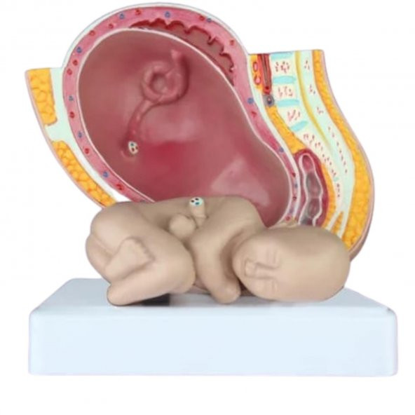 Gebelik Doğum Maketi Model 40 - 2