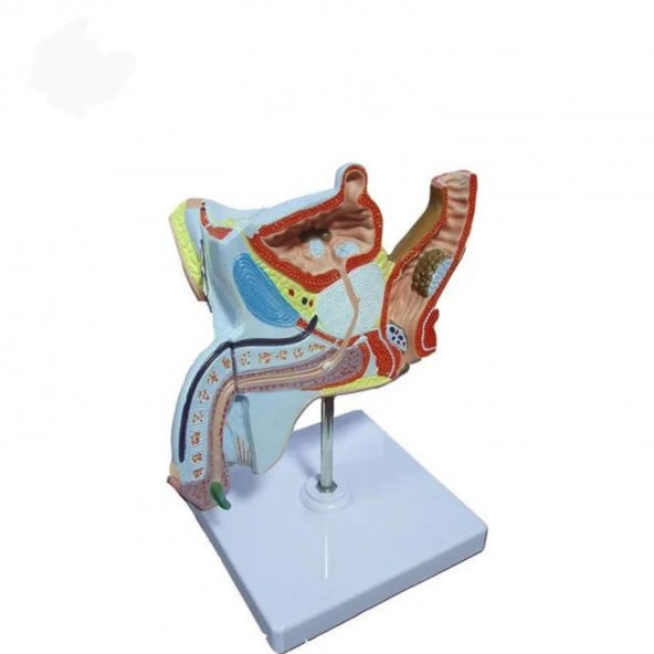 Erkek Pelvik Taban Maketi Model 39 - 2