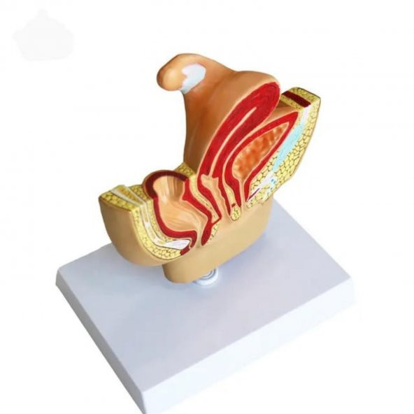 Kadın Pelvik Taban Maketi Model 38 - 2