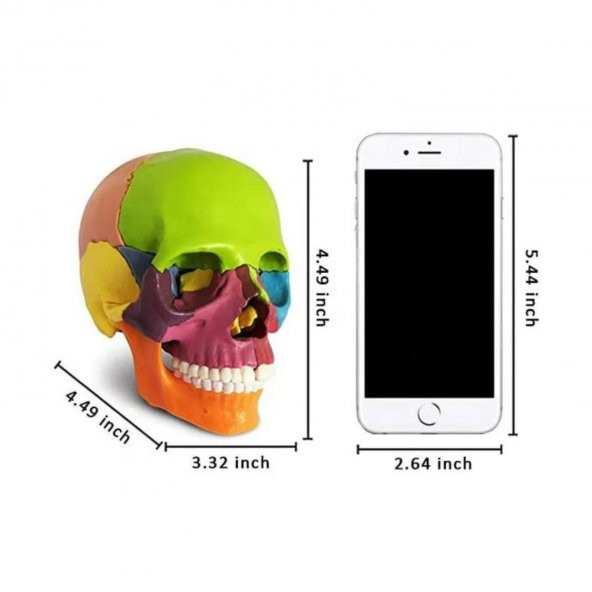 Kafa Maketi 15 Parça Küçük Boy Model 34 - 2