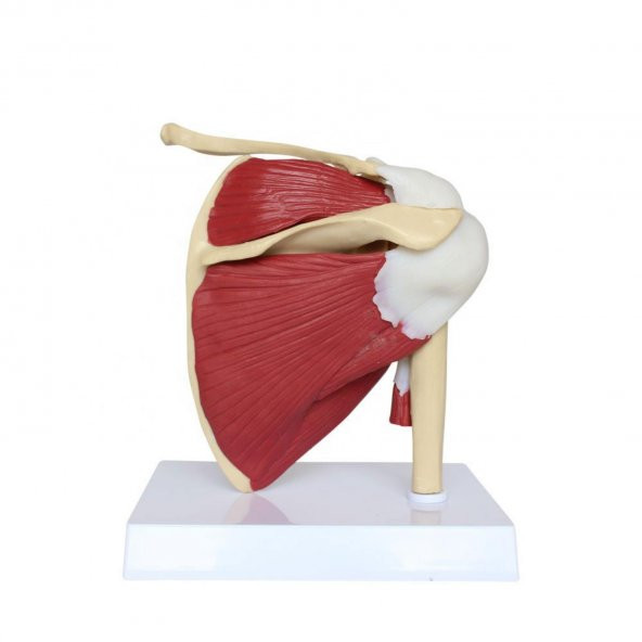 Kaslı Omuz Maketi Model 33 - 3