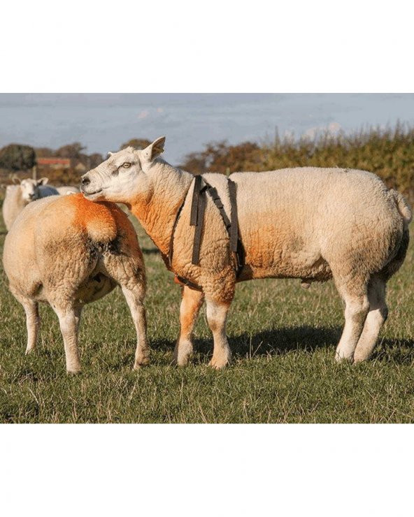 Çiftleşme Kemeri - Koç Aşım Kemeri + Kırmızı Boya - 5