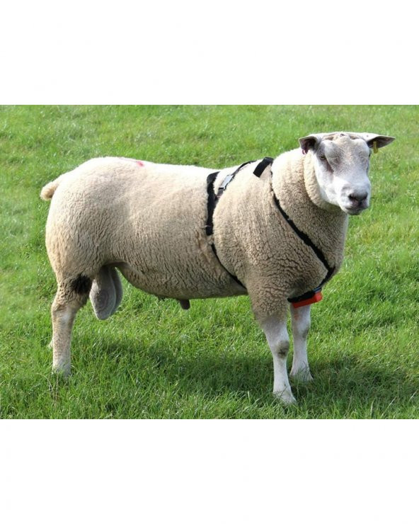 Çiftleşme Kemeri - Koç Aşım Kemeri + Kırmızı Boya - 6