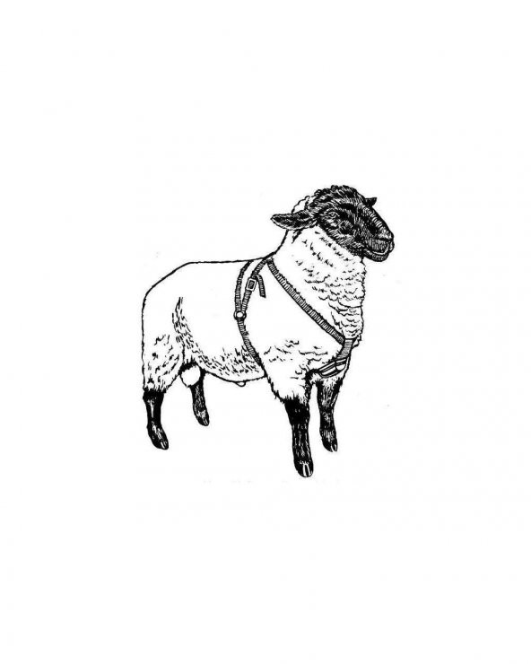 Çiftleşme Kemeri - Koç Aşım Kemeri + Kırmızı Boya - 7