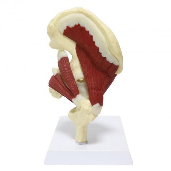 Kaslı Kalça Maketi Model 32 - 2