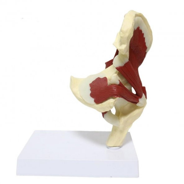 Kaslı Kalça Maketi Model 32 - 3