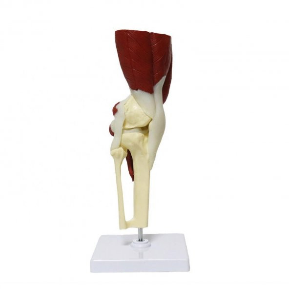 Kaslı Diz Maketi Model 31 - 2