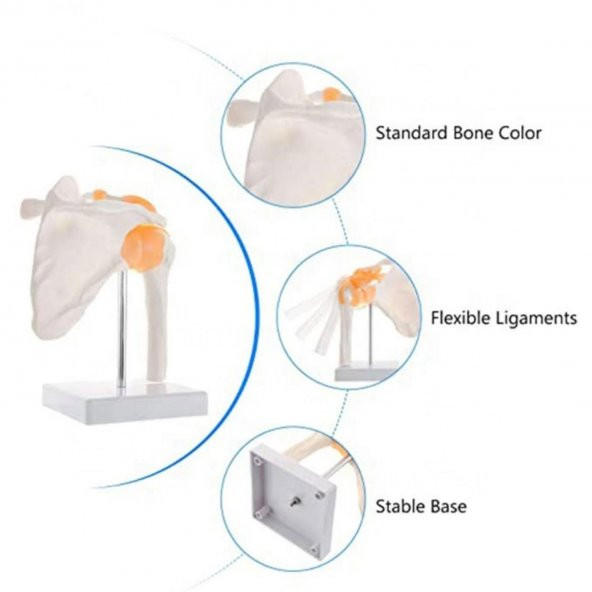 Omurga Omuz Maketi Model 30 - 3