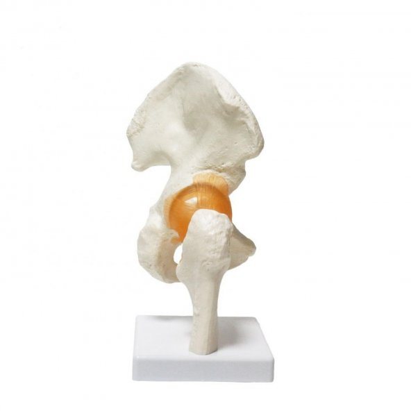 Omurga Kalça Maketi Model 28 - 2