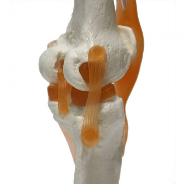 Omurga Diz Maketi Model 27 - 2
