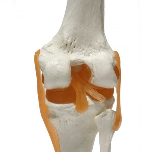 Omurga Diz Maketi Model 27 - 3