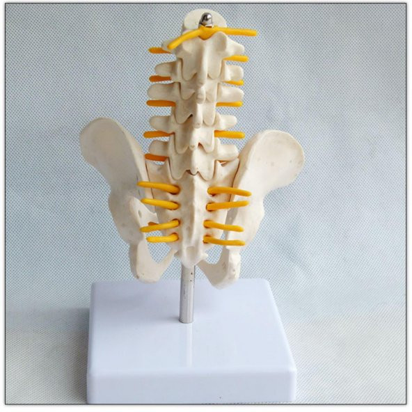 Omurga Pelvis Maketi Model 25 - 2